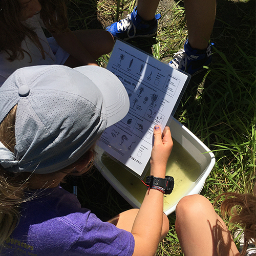 Child with a had on and back to camera holding an identification sheet an looking at critters in a tub of water.