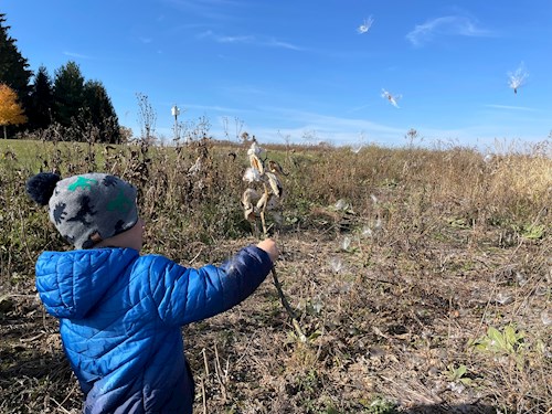 Child Playing with Milkweed in Prairie