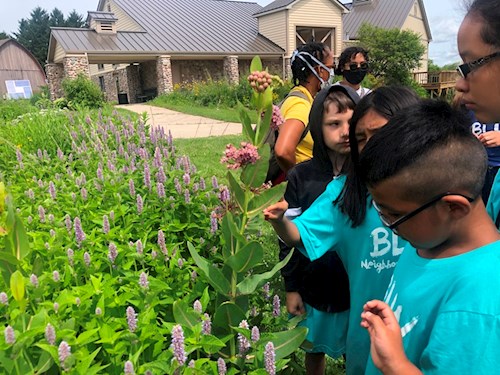 Investigating the Pollinator Garden at the Lussier Family Heritage Center