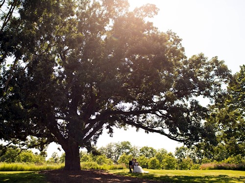 Heritage Oak Tree